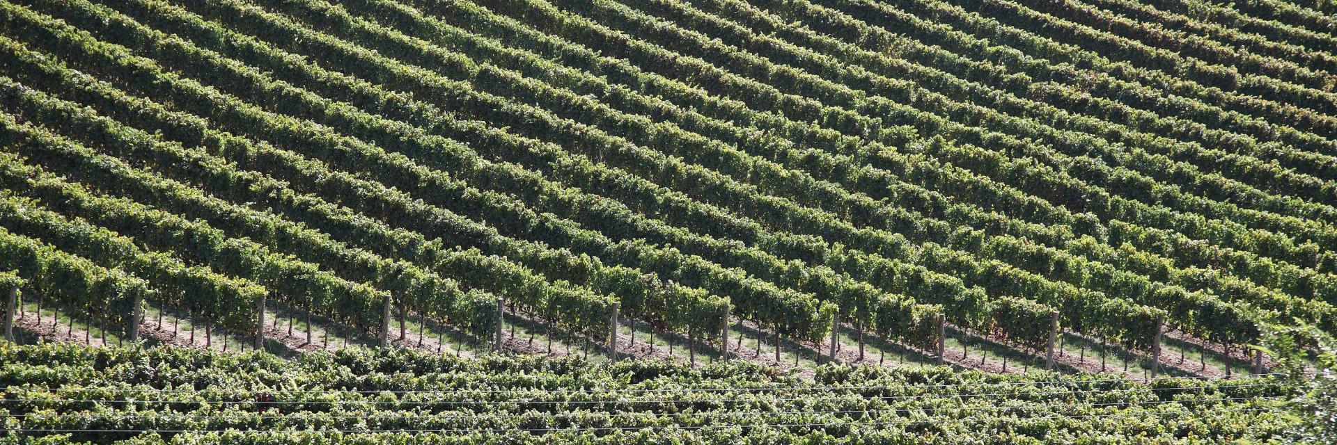 Umbrian grapesUmbrian vineyard,  photo of the Umbria Region website