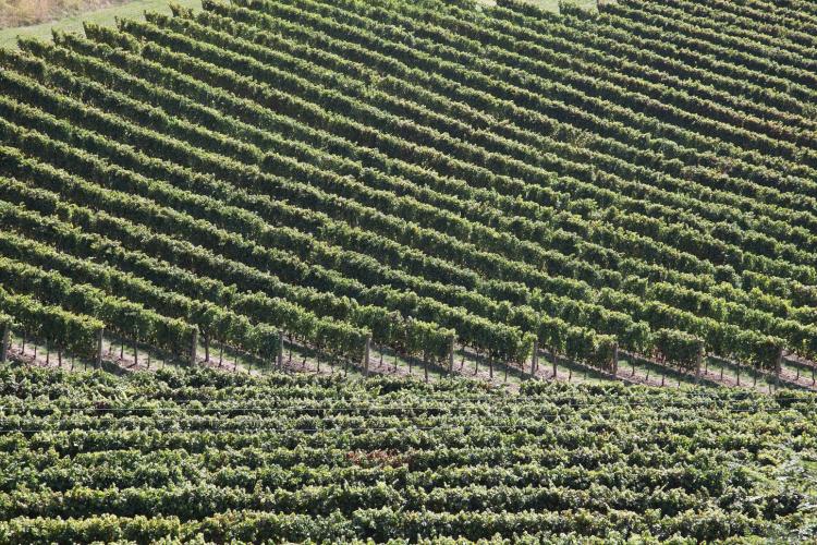 Umbrian vineyard,  photo of the Umbria Region website