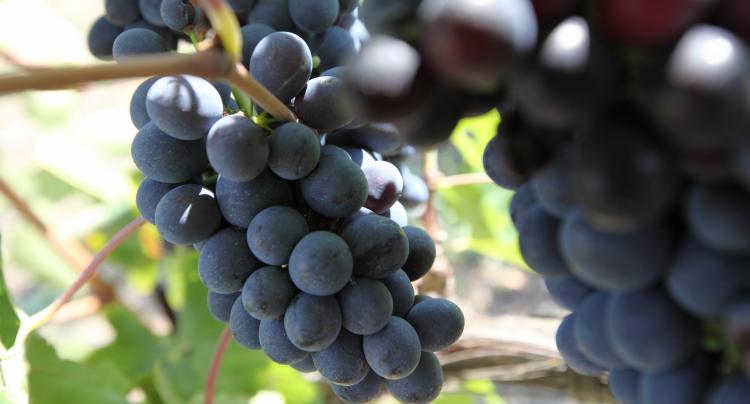 Umbrian grapes, photo of the Umbria Region website